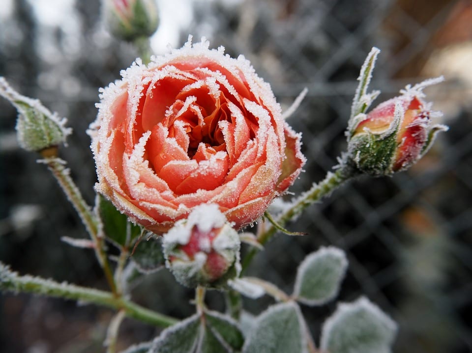 Оттенок Russian Rose – новый тренд холодной зимы